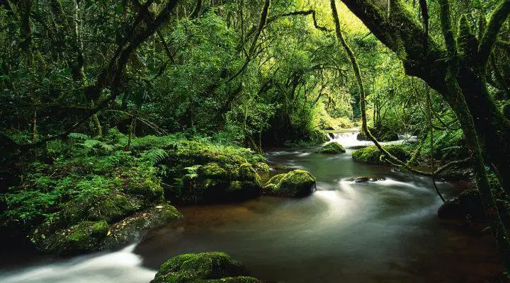 Resultado de imagen de selva