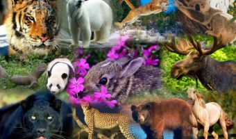 Animales Silvestres 2
