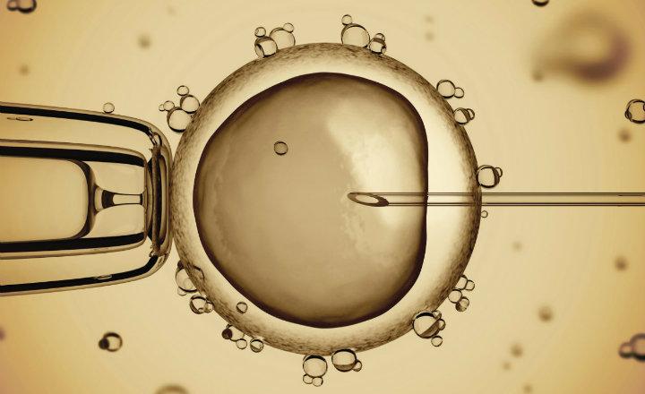 ¿Qué Es Inseminaciòn Artificial? » Su Definición Y Significado [2020]