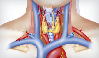 Sistema Endocrino 2