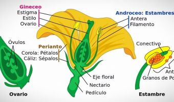 Flor 1