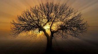 Árbol Árbol