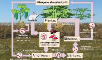 Ciclo del Nitrógeno 2