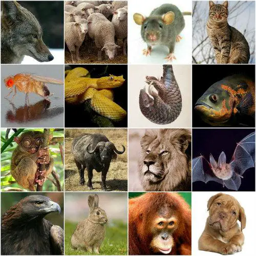 Zoología Qué es y Definición 2019