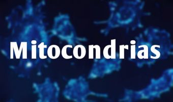 Mitocondrias 3