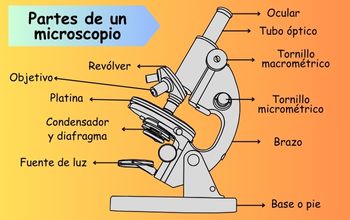 Dibujo de un microscopio óptico de color gris con cada una de sus partes identificadas sobre un fondo de color amarillo y naranja