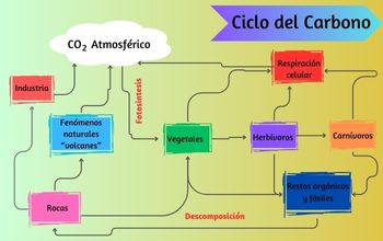Resumen del ciclo del carbono reflejado en un mapa mental de diferentes colores sobre un fondo de color amarillo y verde