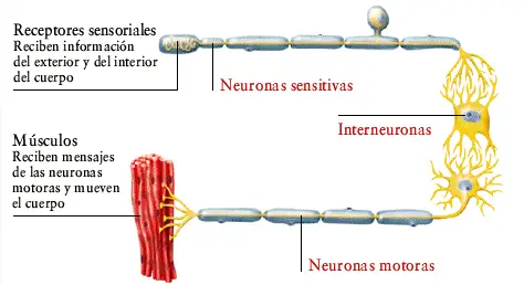 Resultado de imagen de neurona sensitiva motora y asociativa