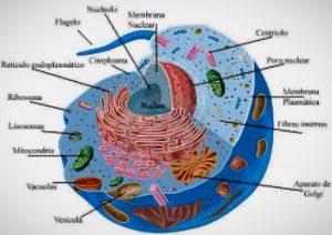 Partes de las Células