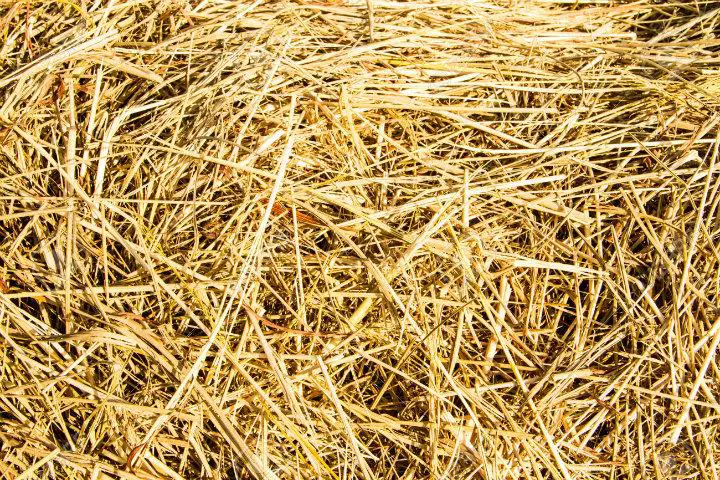 Qué es Paja Definición, Significado y Concepto 2018