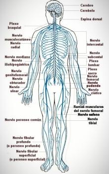 Sistema Nervioso - Partes del sistema nervioso