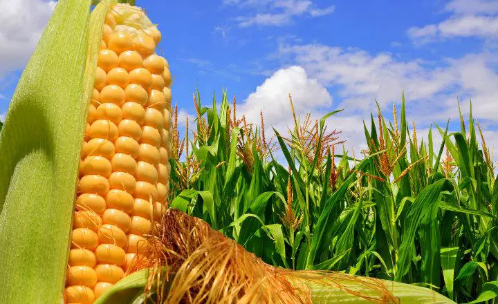 La importación de maíz se disparó 63% en el primer trimestre