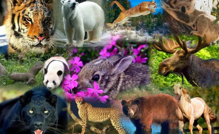 ¿Qué es Animales Silvestres? » Su Definición y Significado [2021]