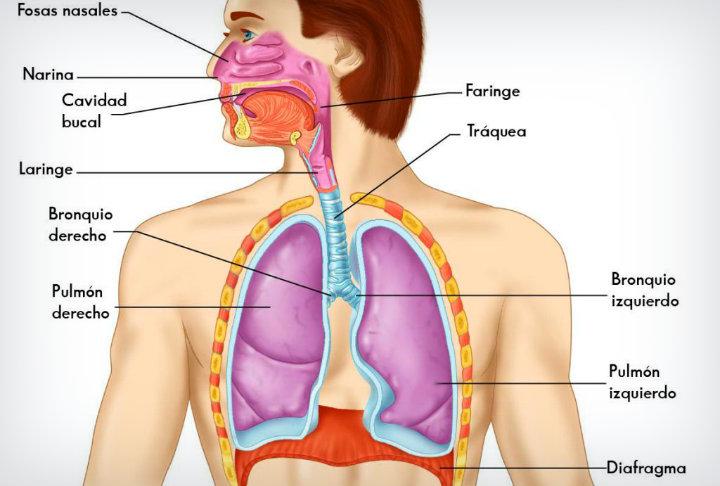 Qué es Sistema Respiratorio? » Su Definición y Significado [2020]