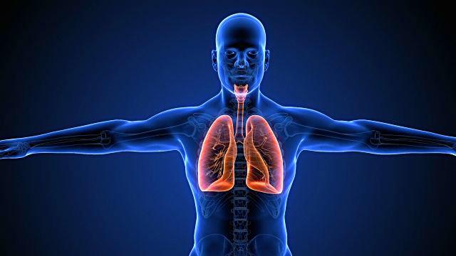 ¿Qué Es Sistema Respiratorio? » Su Definición Y Significado [2020]