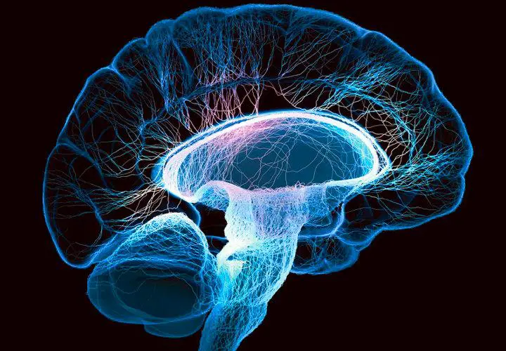 ¿Qué es Neurofarmacología? » Su Definición y Significado [2021]