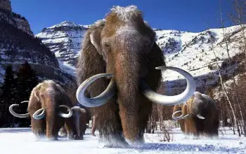 Grupo de mamuts lanudos en una montaña caminando sobre la nieve
