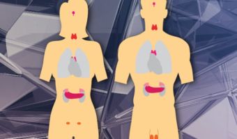 Sistema Endocrino 1