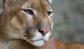 Puma 2