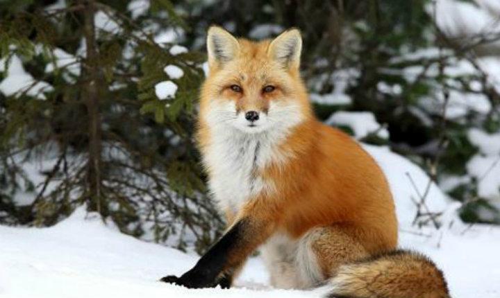 ¿Qué es Zorro? » Su Definición y Significado [2023]