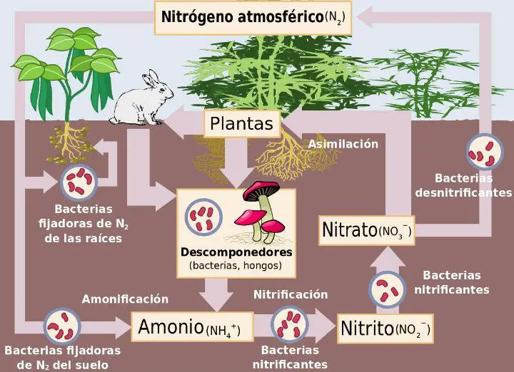 ¿Qué es Ciclo del Nitrógeno? » Su Definición y Significado [2020]