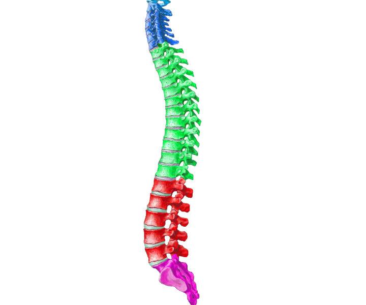 Significado De Columna Vertebral Definicion Caracteristicas Y Partes Images