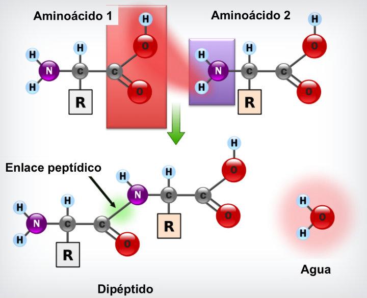 Resultado de imagen para enlace peptidico