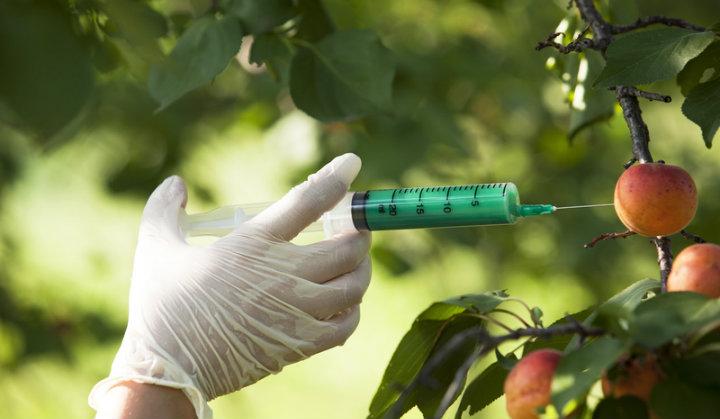 ¿Qué es Alimentos Transgénicos? » Su Definición y Significado [2019]