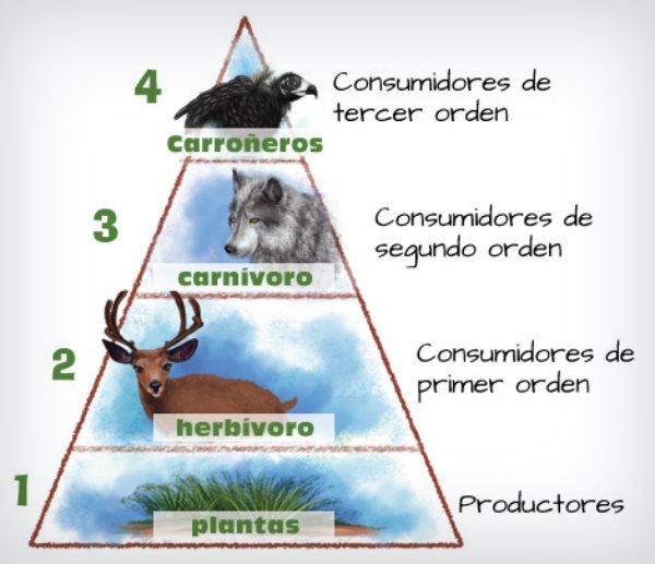 ¿Qué es Pirámide Ecológica? » Su Definición y Significado