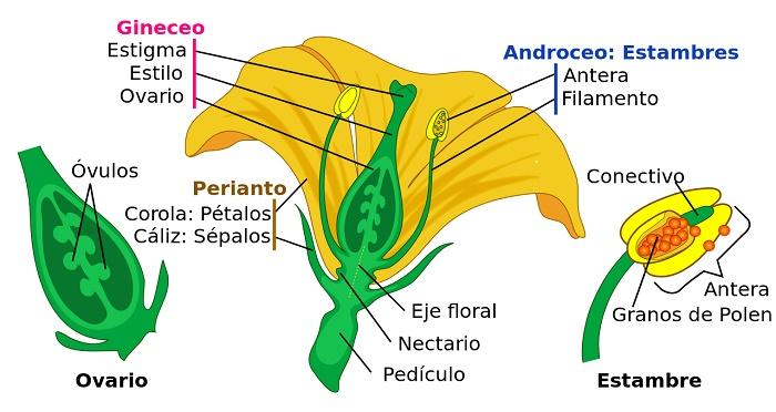 Flor
