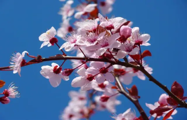 Flor Cerezo