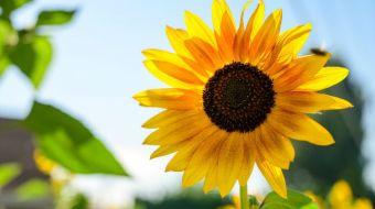 girasol girasol