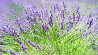 lavanda lavanda