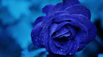 rosa azul rosa azul
