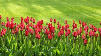 tulipan tulipan