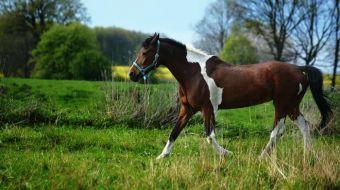 caballo salvaje caballo salvaje