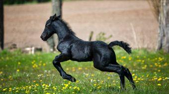 equino equino