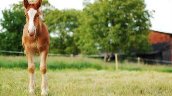 pony pony