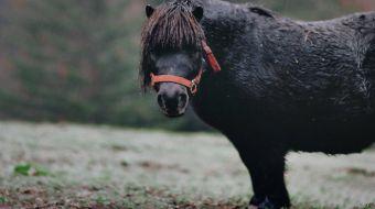 pony pony