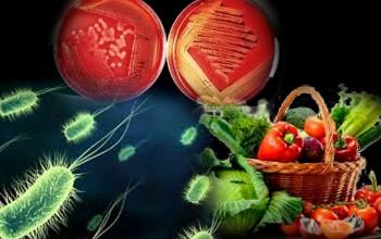 Microbiología - Microbiología de los alimentos