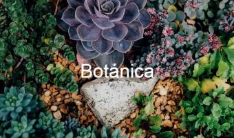 Botánica 16