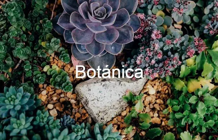 Botánica