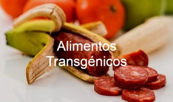 Alimentos Transgénicos 10