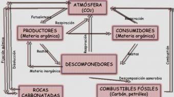 ciclo-del-carbono-5 ciclo-del-carbono-5