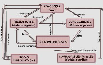 Mapa conceptual sobre el ciclo del carbono de color rosado sobre un fondo blanco