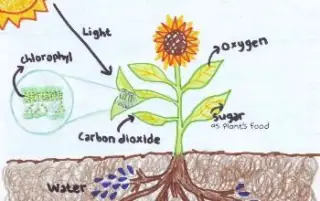 Dibujo de proceso fotosíntesis