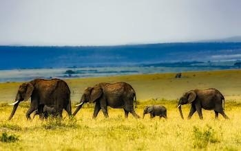 Manada de elefantes