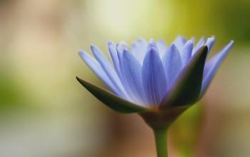 Flor de Loto - Azul
