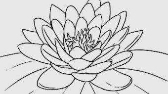 Dibujo Flor de loto