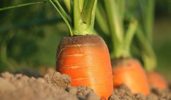Agricultura 3